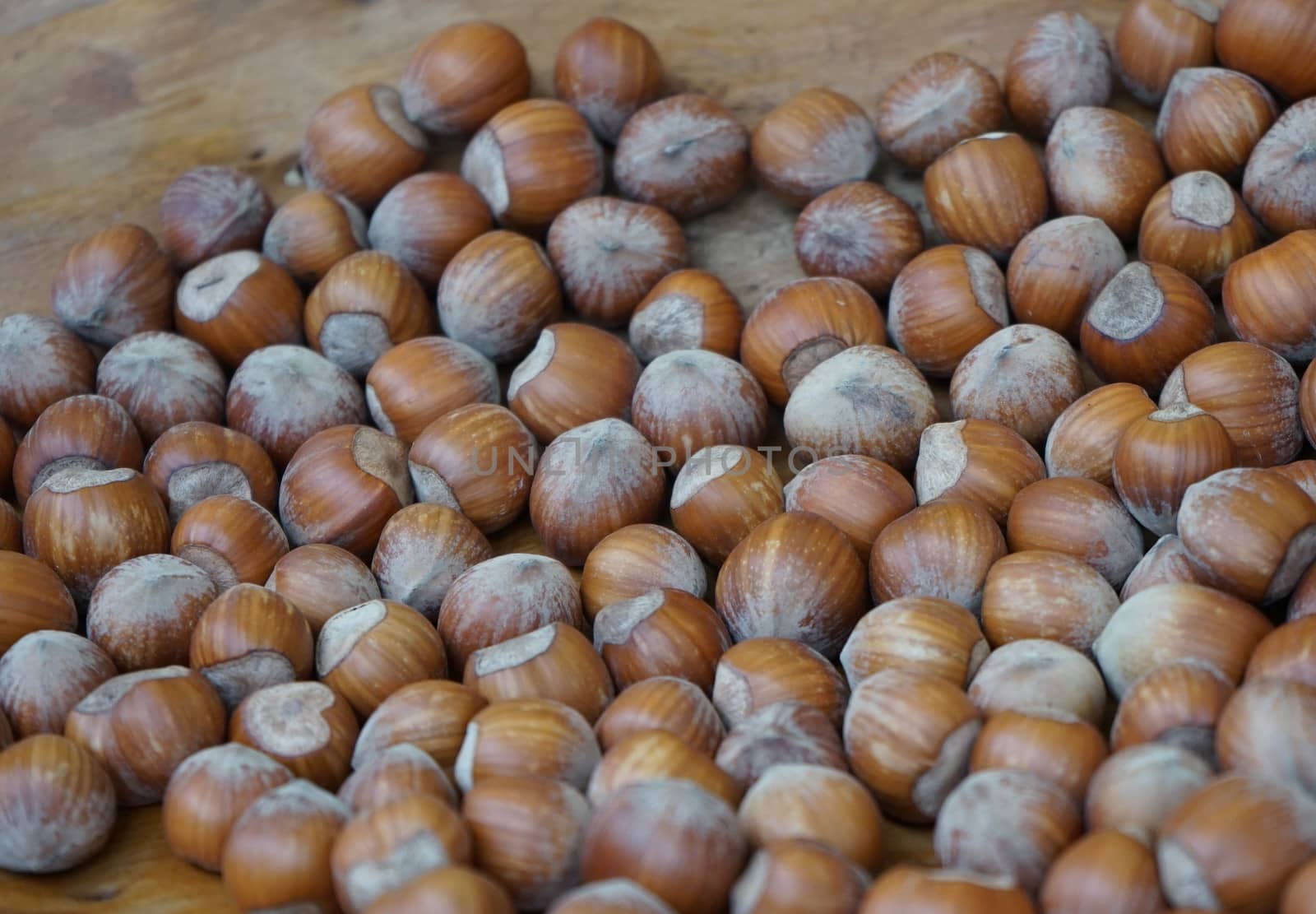 Group of hazelnuts by cosca