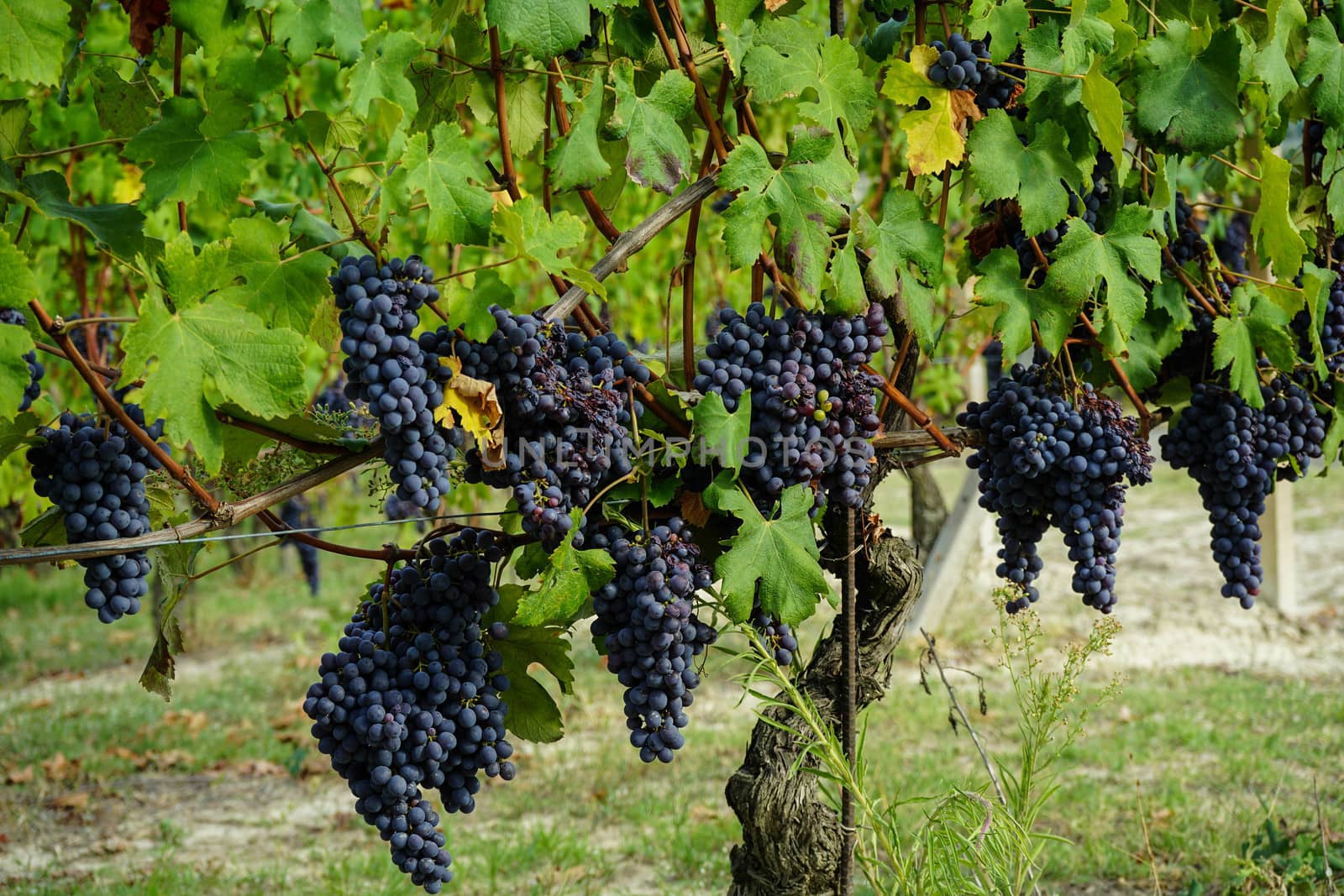 Vineyard on the hills of Barolo, Piedmont - Italy