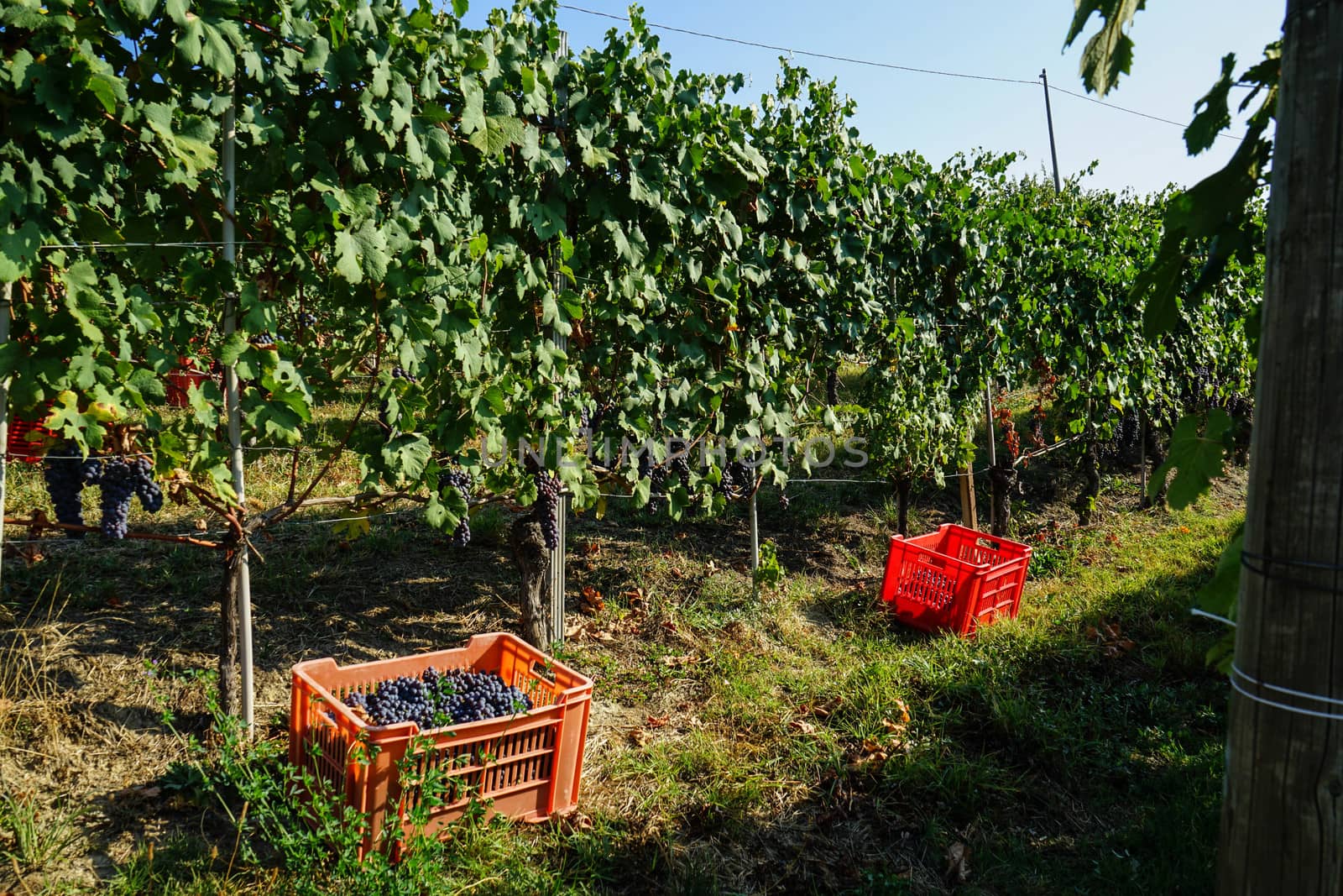 Harvest in a vineyard at Cannubi in Barolo, Piedmont - Italy