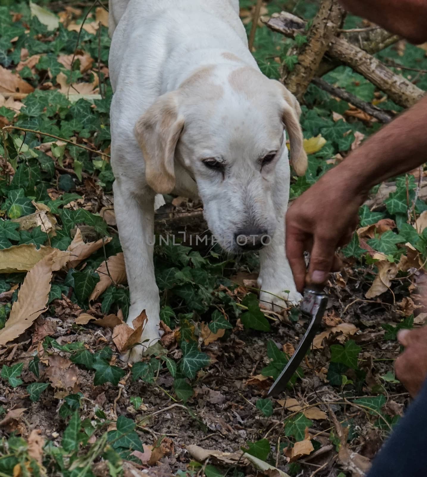 Truffle dog in the Langhe by cosca