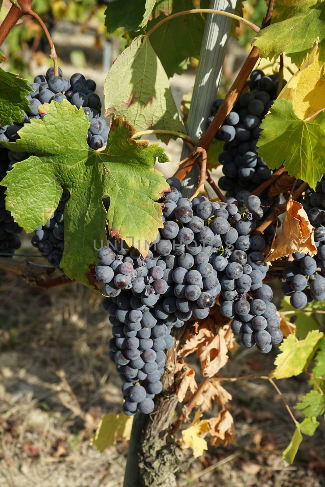 Vineyards around Barolo, Piedmont - Italy by cosca