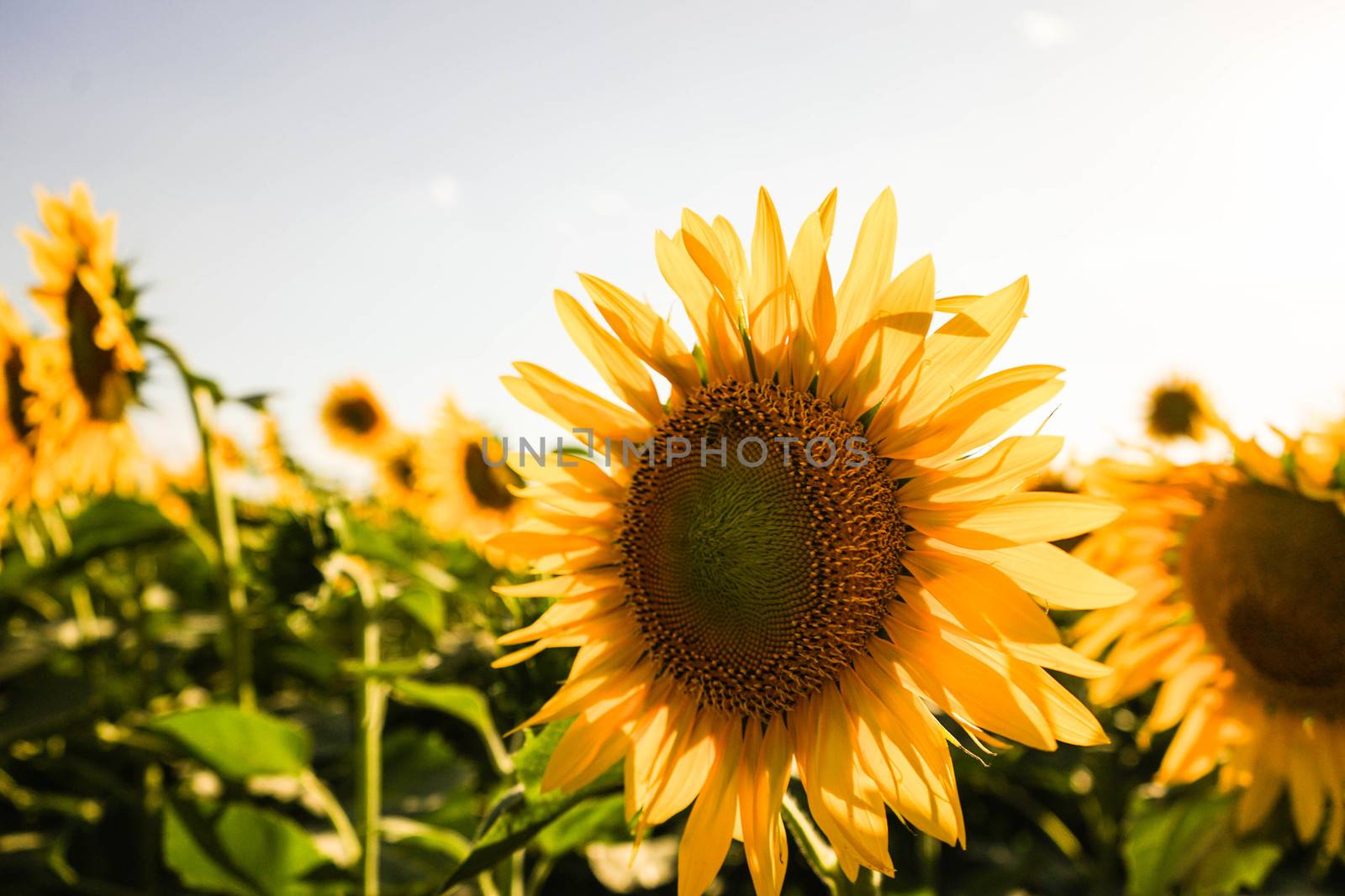 Sunflower field at dusk by cosca