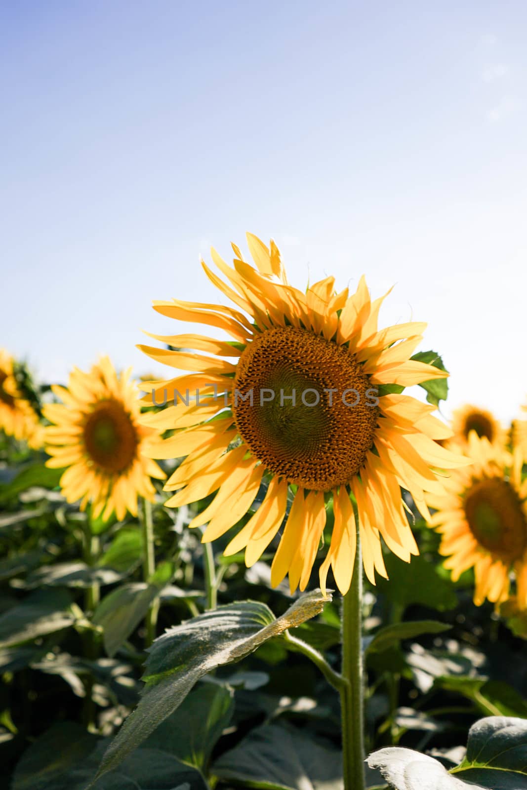 Sunflower field at dusk by cosca