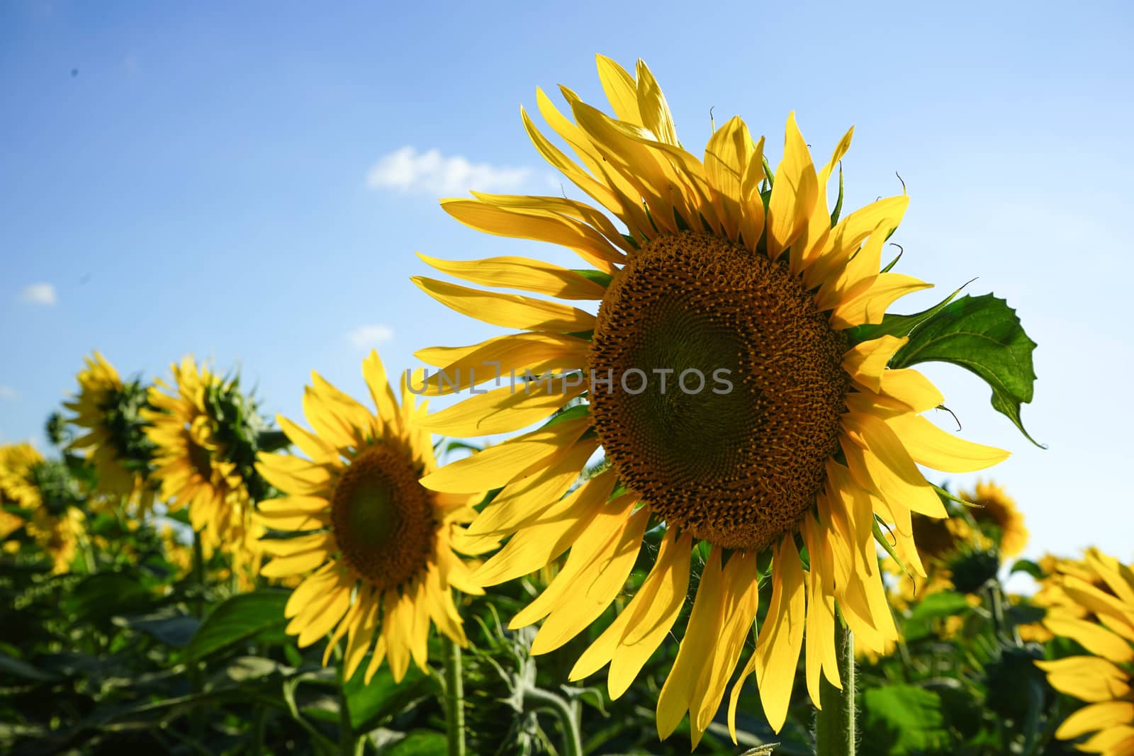 Field of sunflowers near Lucca, Tuscany - Italy