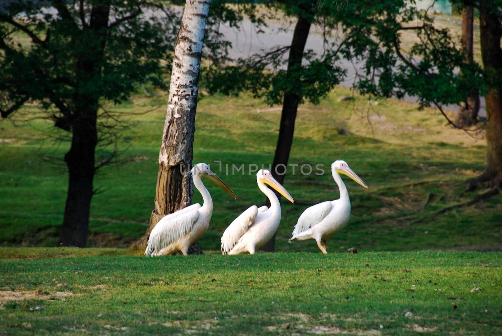 Pelicans walking in a meadow - Park in Italy