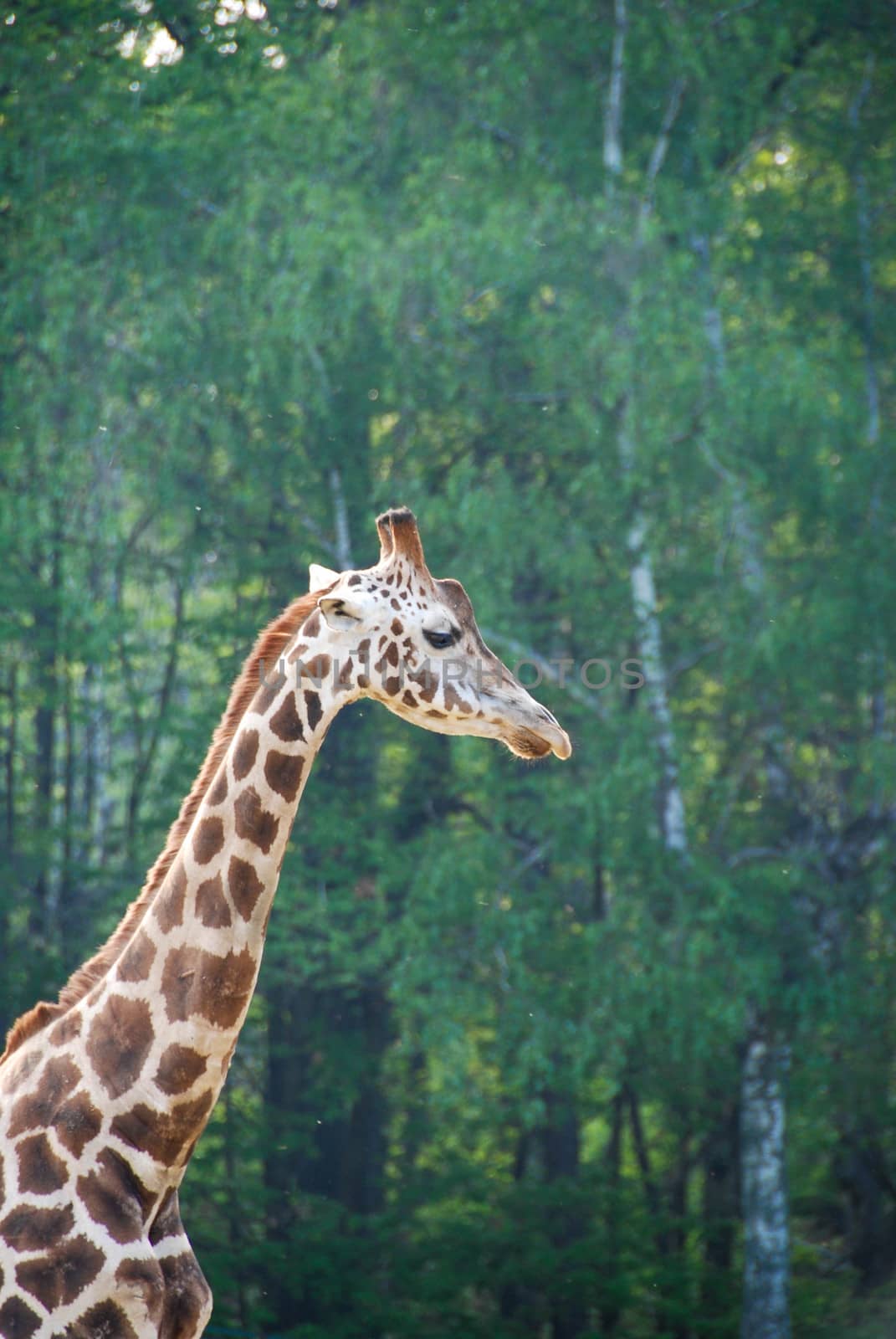 Giraffe with well visible long neck