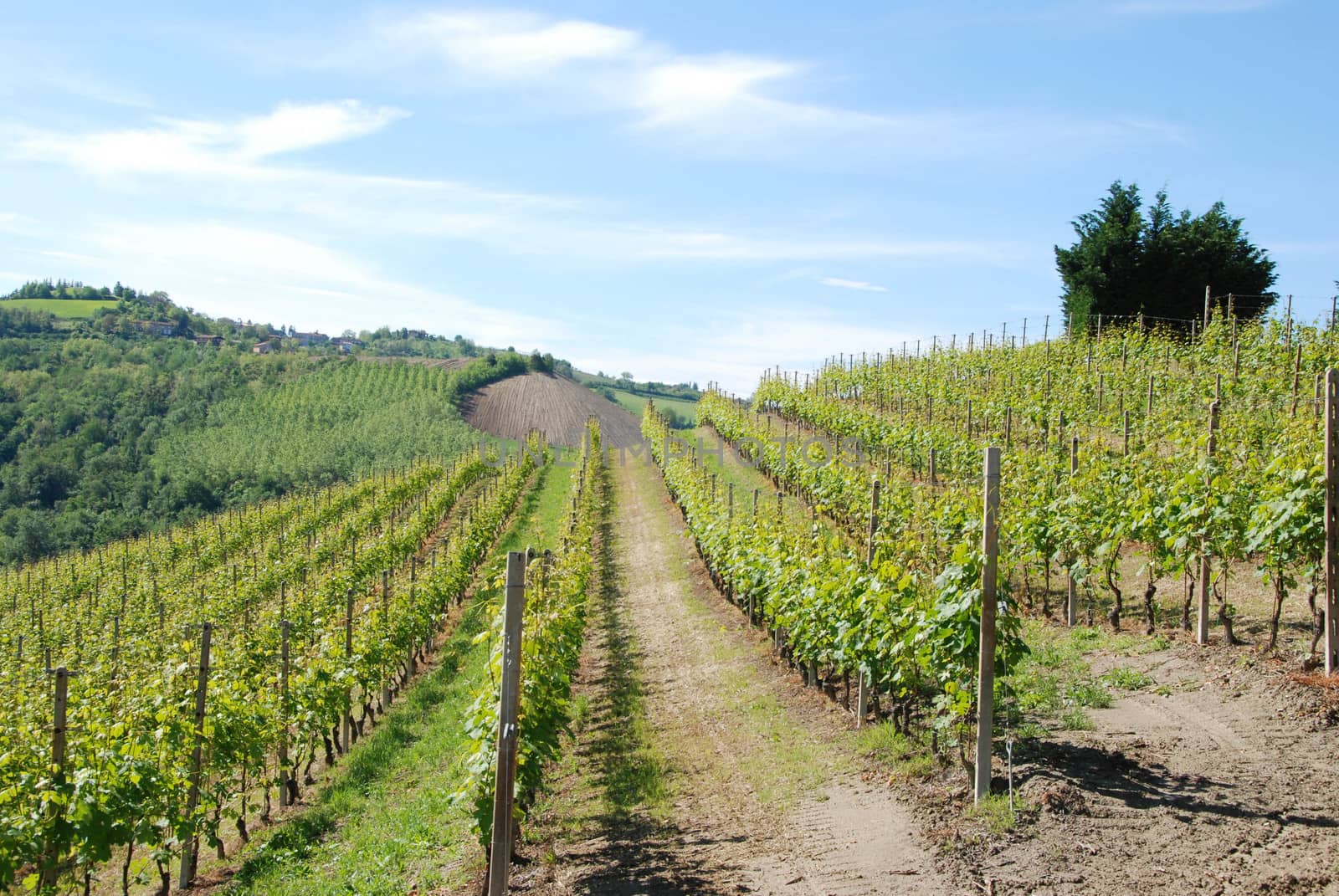 View of the Langhe vineyards, Piedmont - Italy