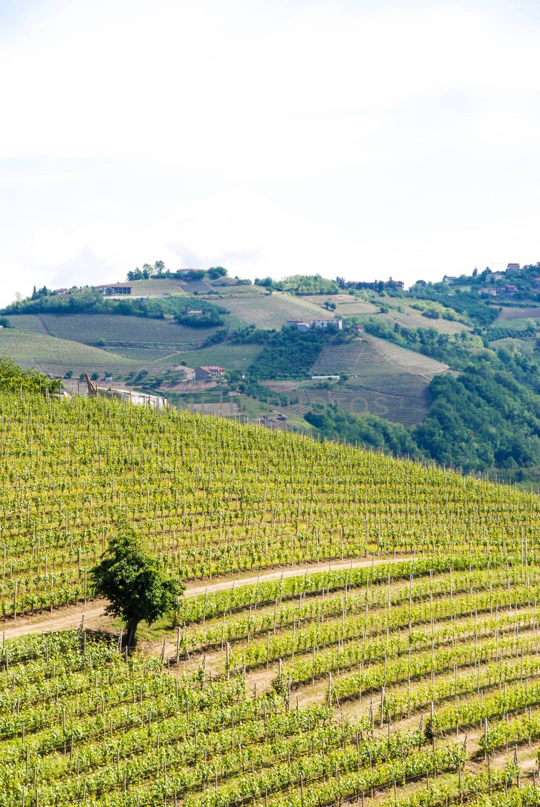 View of Langhe hills with vineyards near Alba, Piedmont - Italy