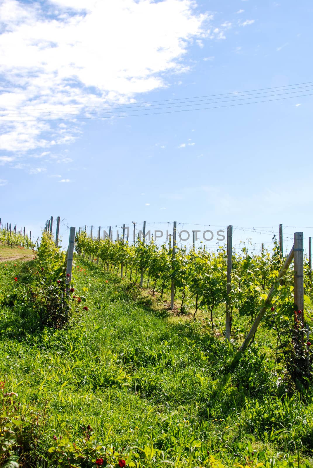 View of Langhe hills with vineyards near Alba, Piedmont - Italy