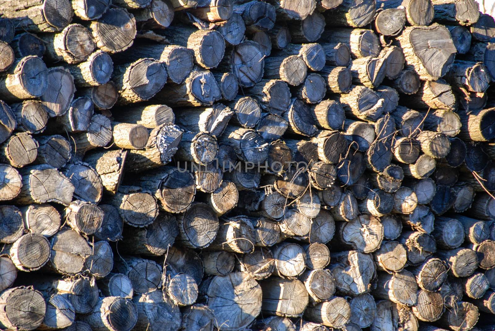 Stacks of firewood logs