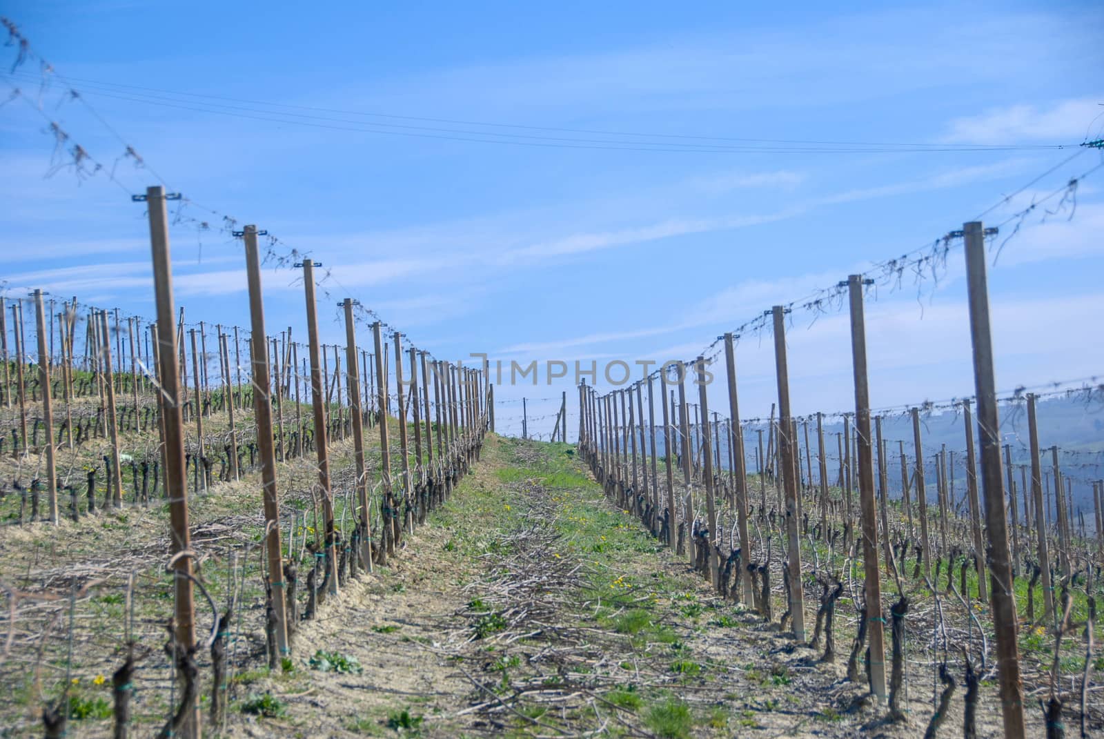 A view of vineyards in the Langhe, Piedmont - Italy by cosca