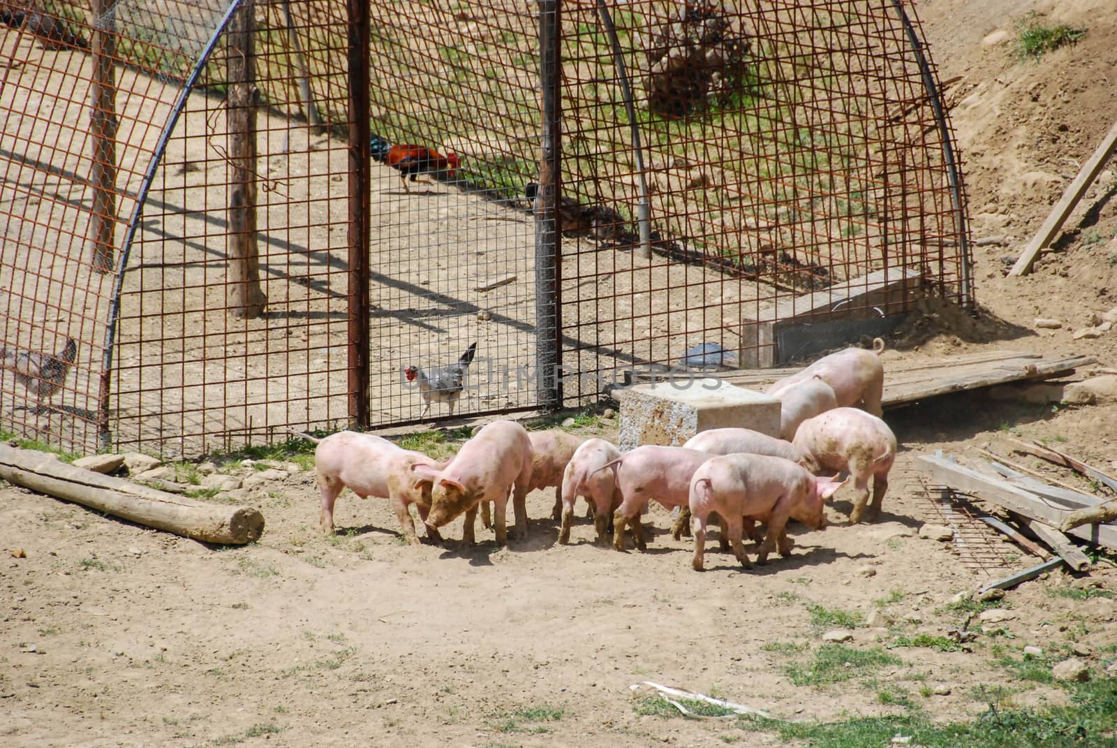 Some piglets looking for food by cosca