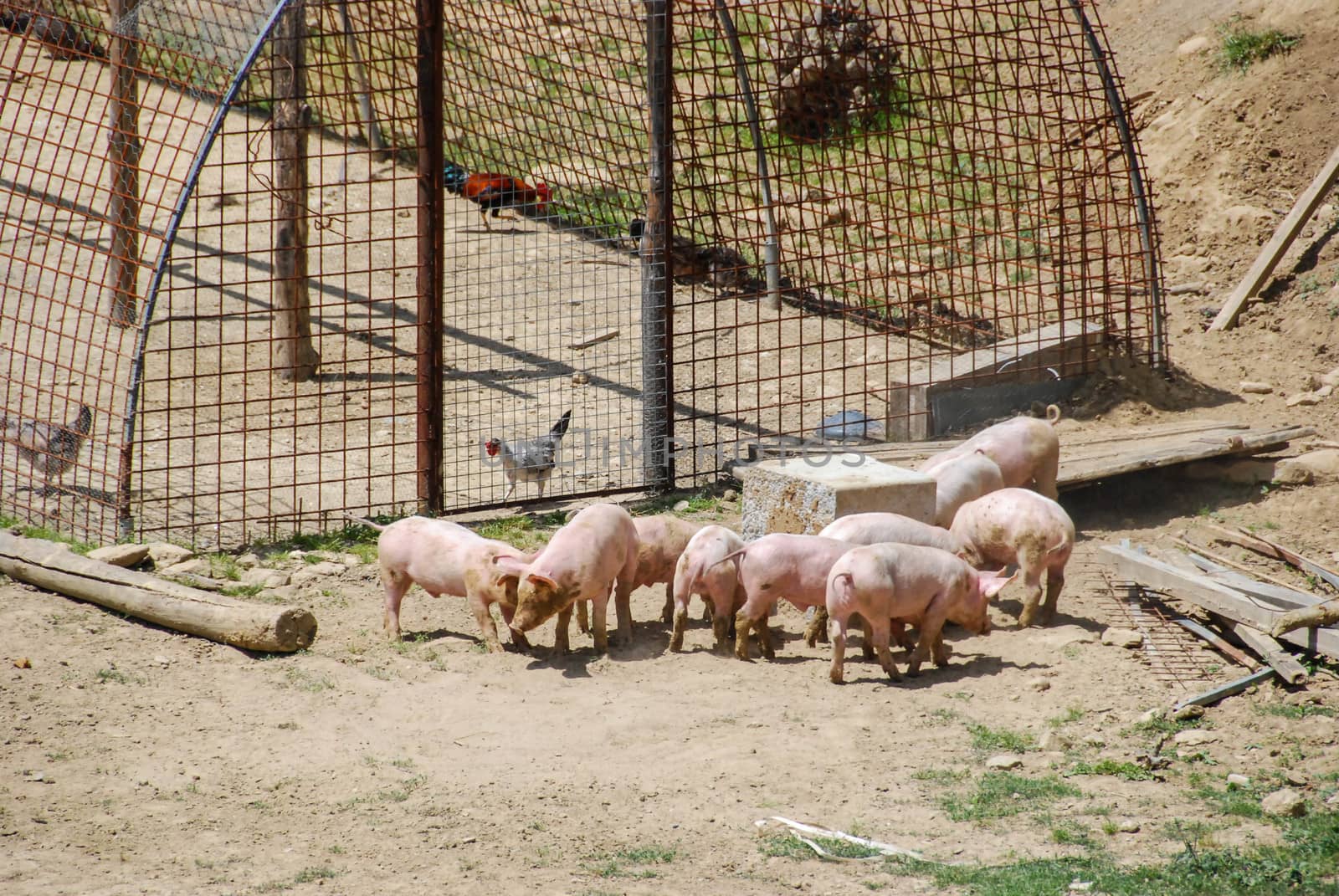 Some free pigs in a meadow