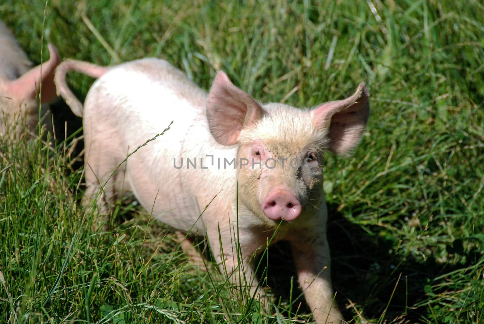 Some piglets run in a meadow by cosca