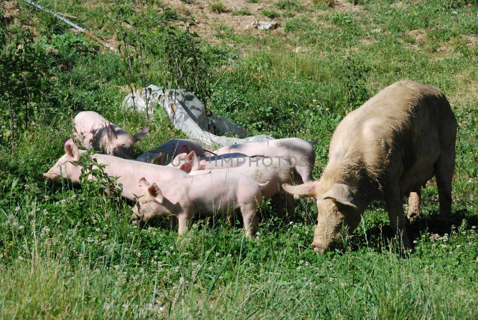 Some piglets run in a meadow by cosca