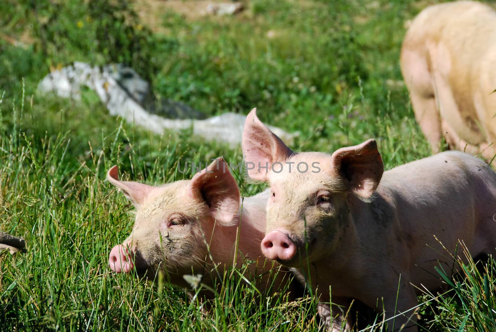 Some piglets run in a meadow by cosca