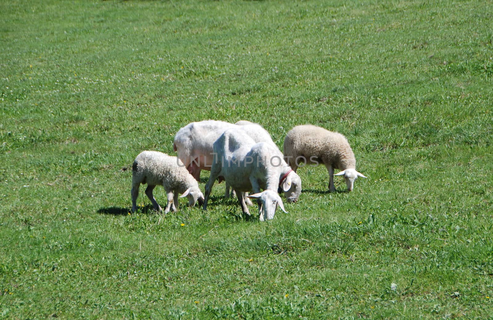 Sheeps grazing by cosca