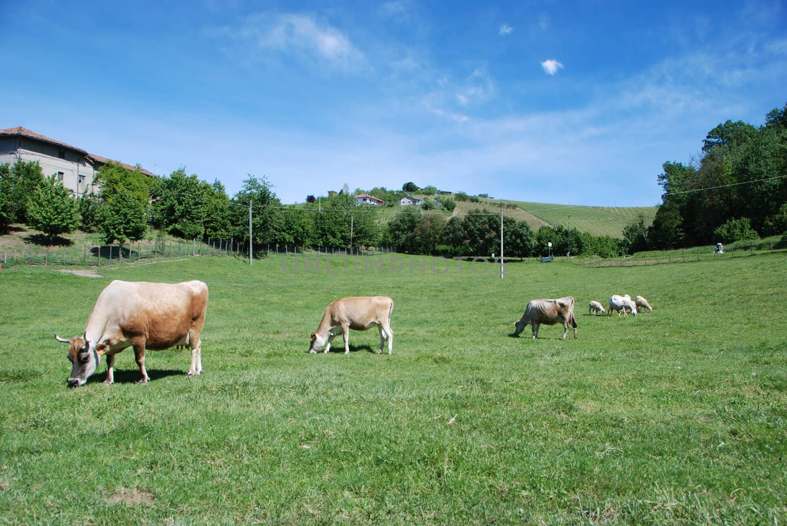 Cows grazing by cosca