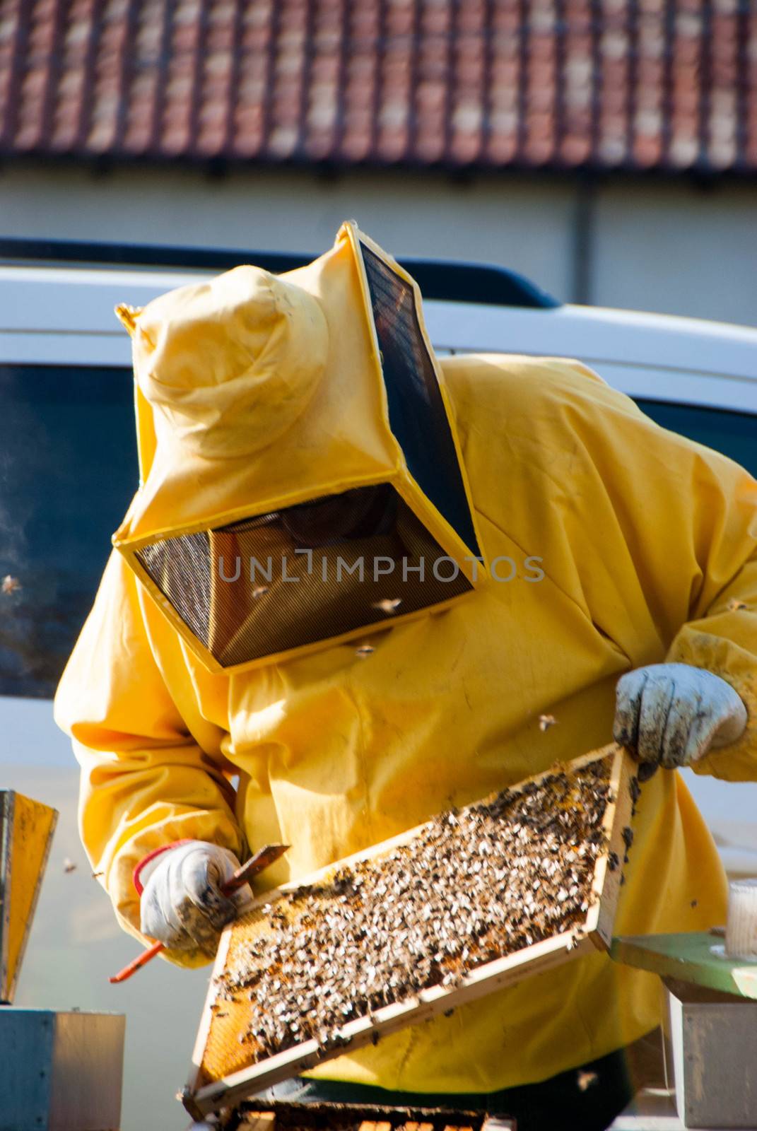 A beekeeper controls the honeys with bees