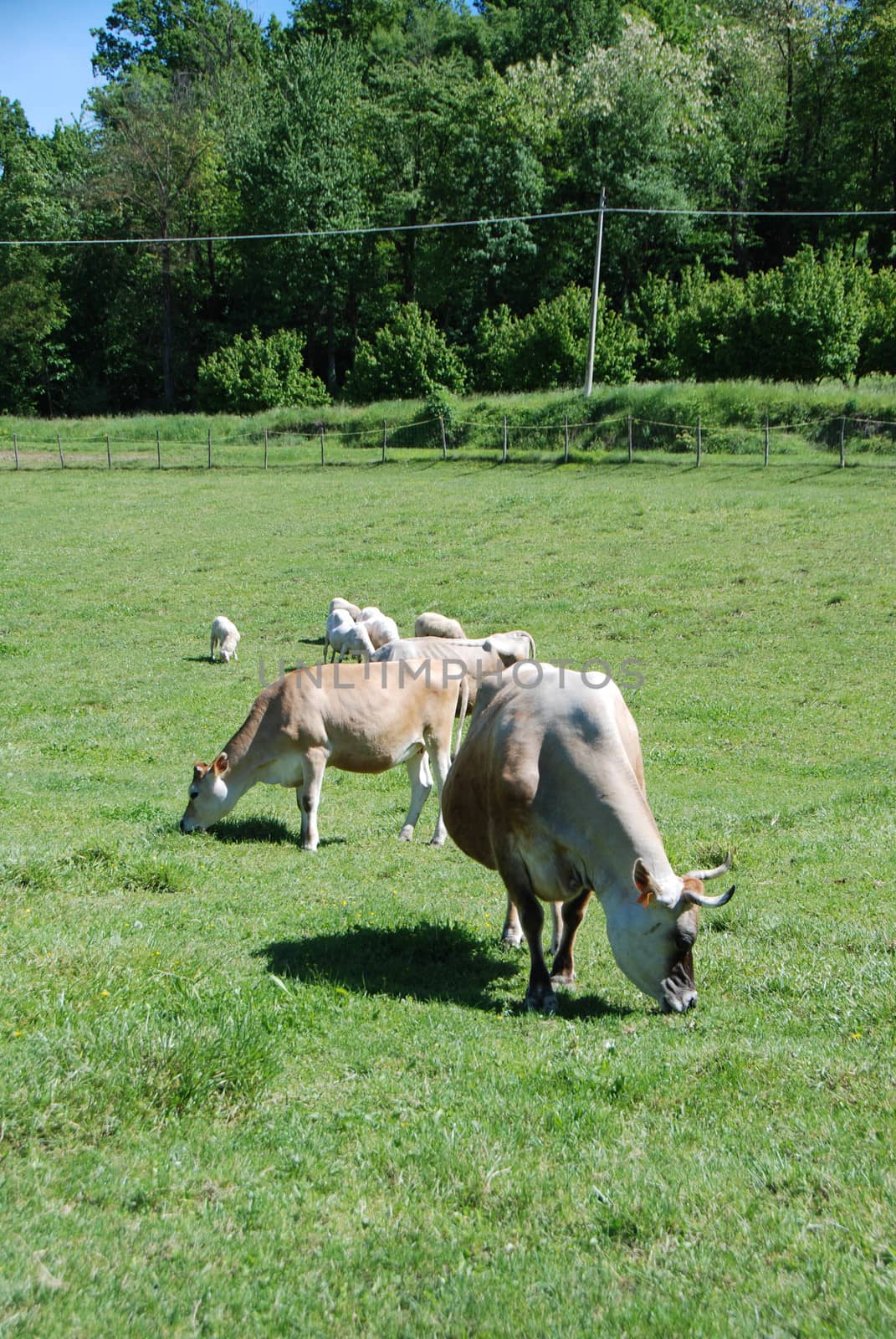 Cows grazing free in a field, Piedmont - Italy