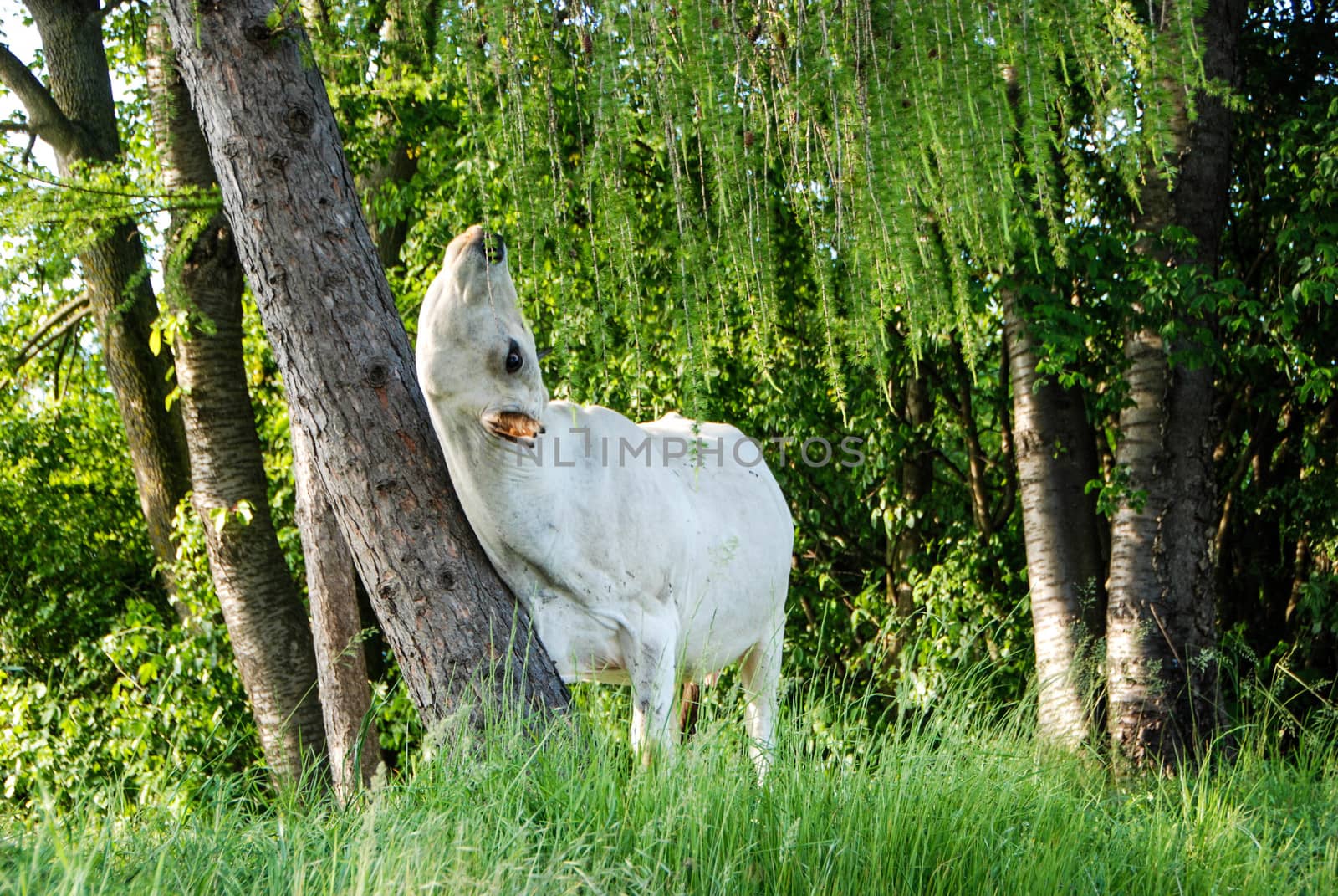 Cow screams and strikes against a tree by cosca