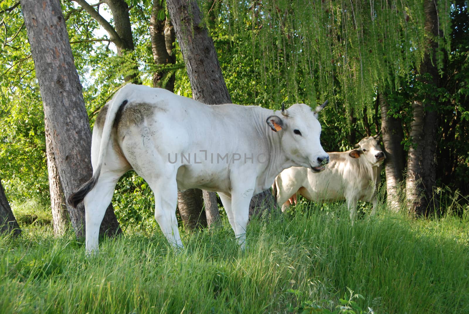 Cows grazing free near Montezemolo, Piedmont - Italy