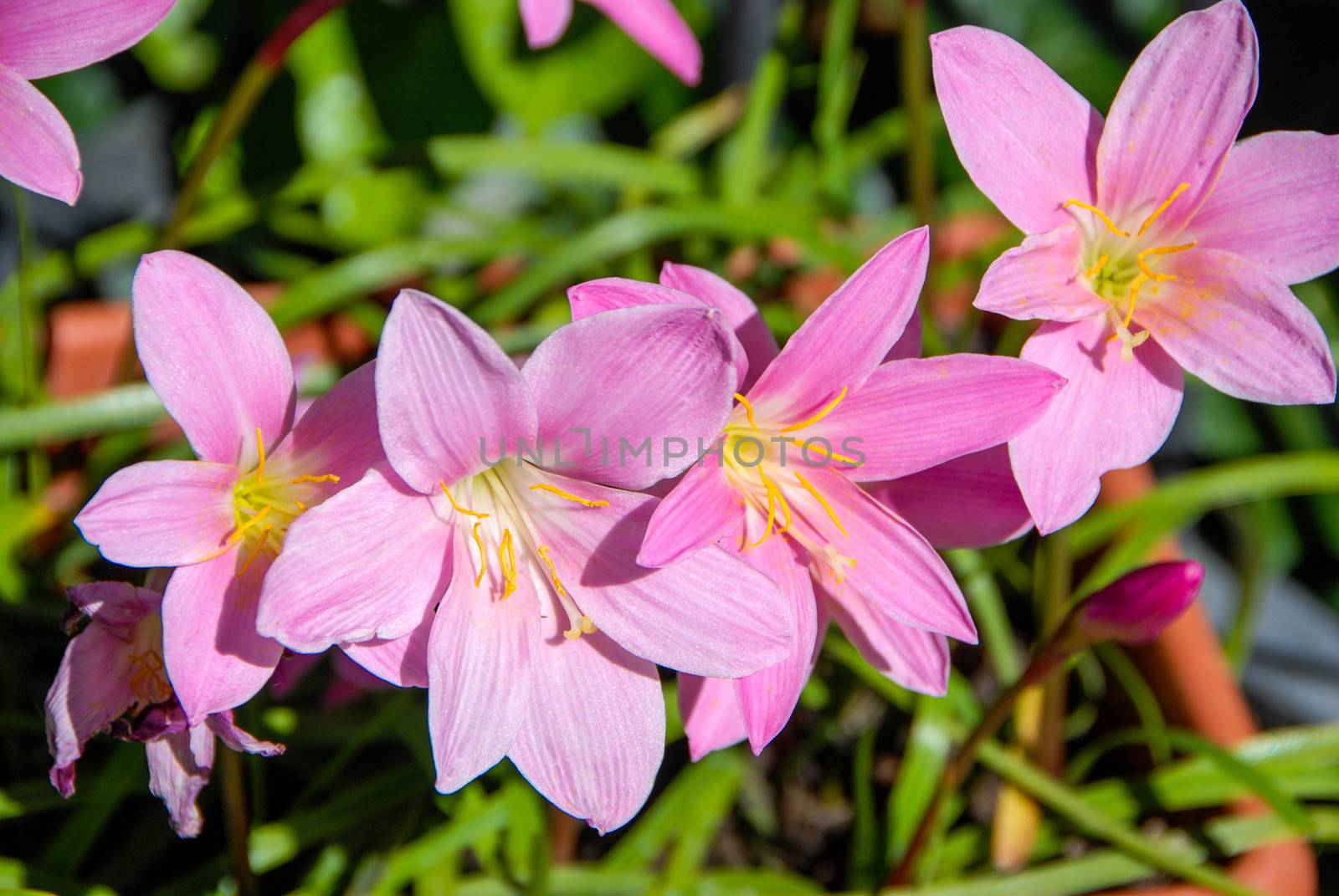 Flowers of saffron spice