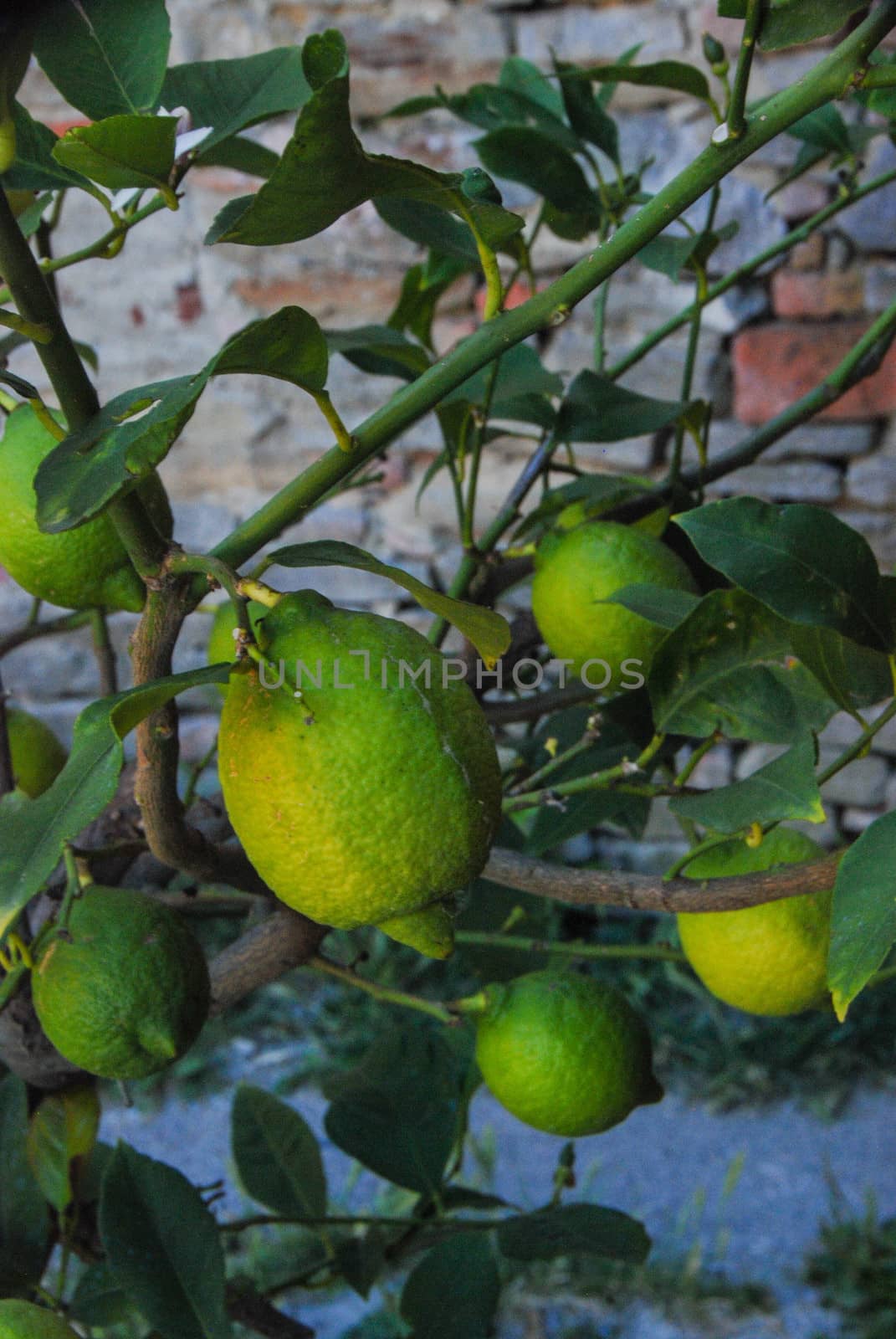 Lemons and the the lemon plant