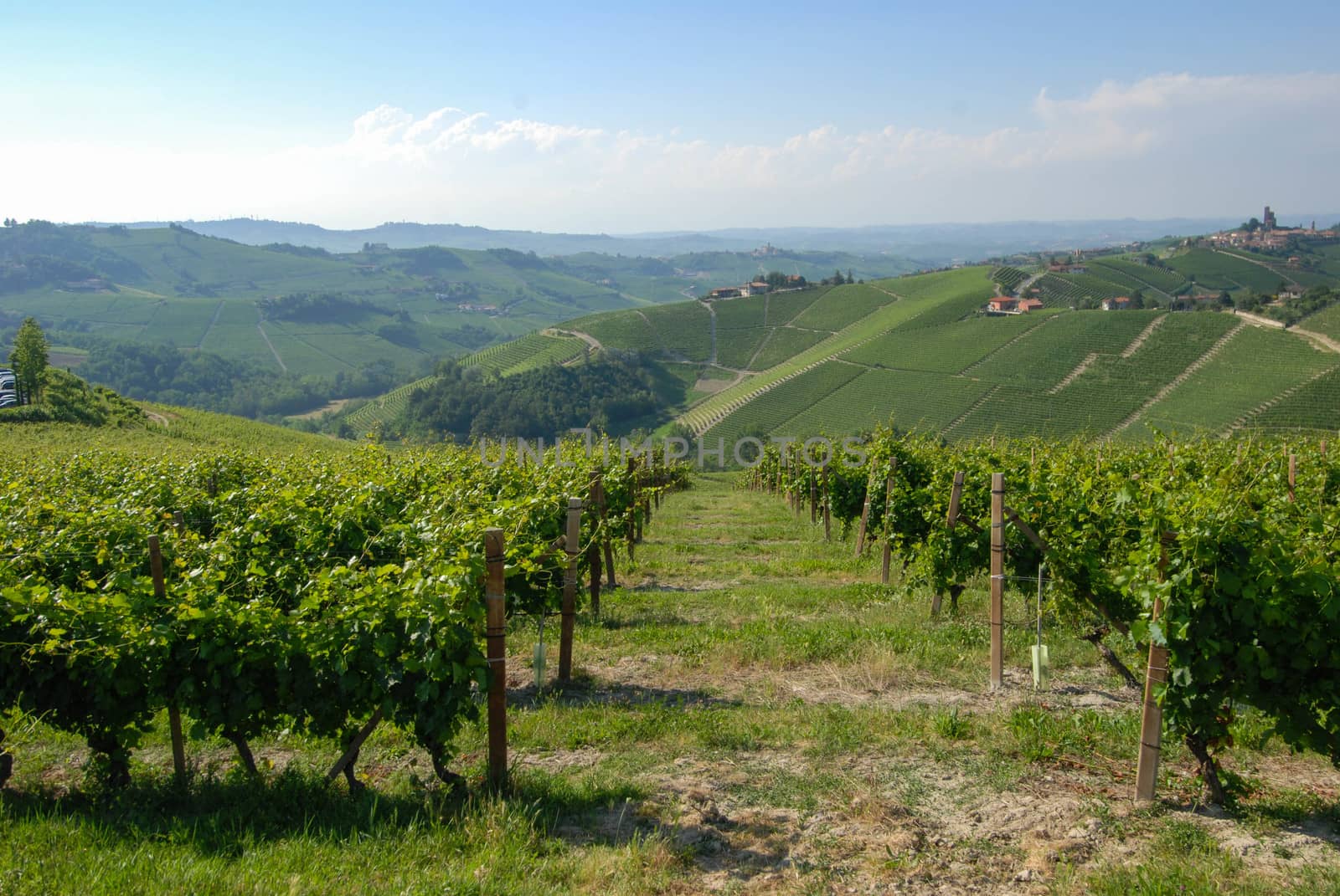 Vineyards on the hills of the Langhe, Piedmont - Italy