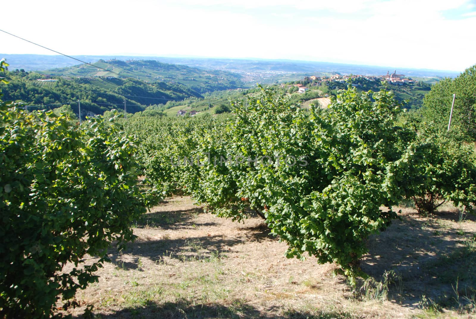 Field cultivated with Hazelnuts in Cravanzana, Piemonte - Italy