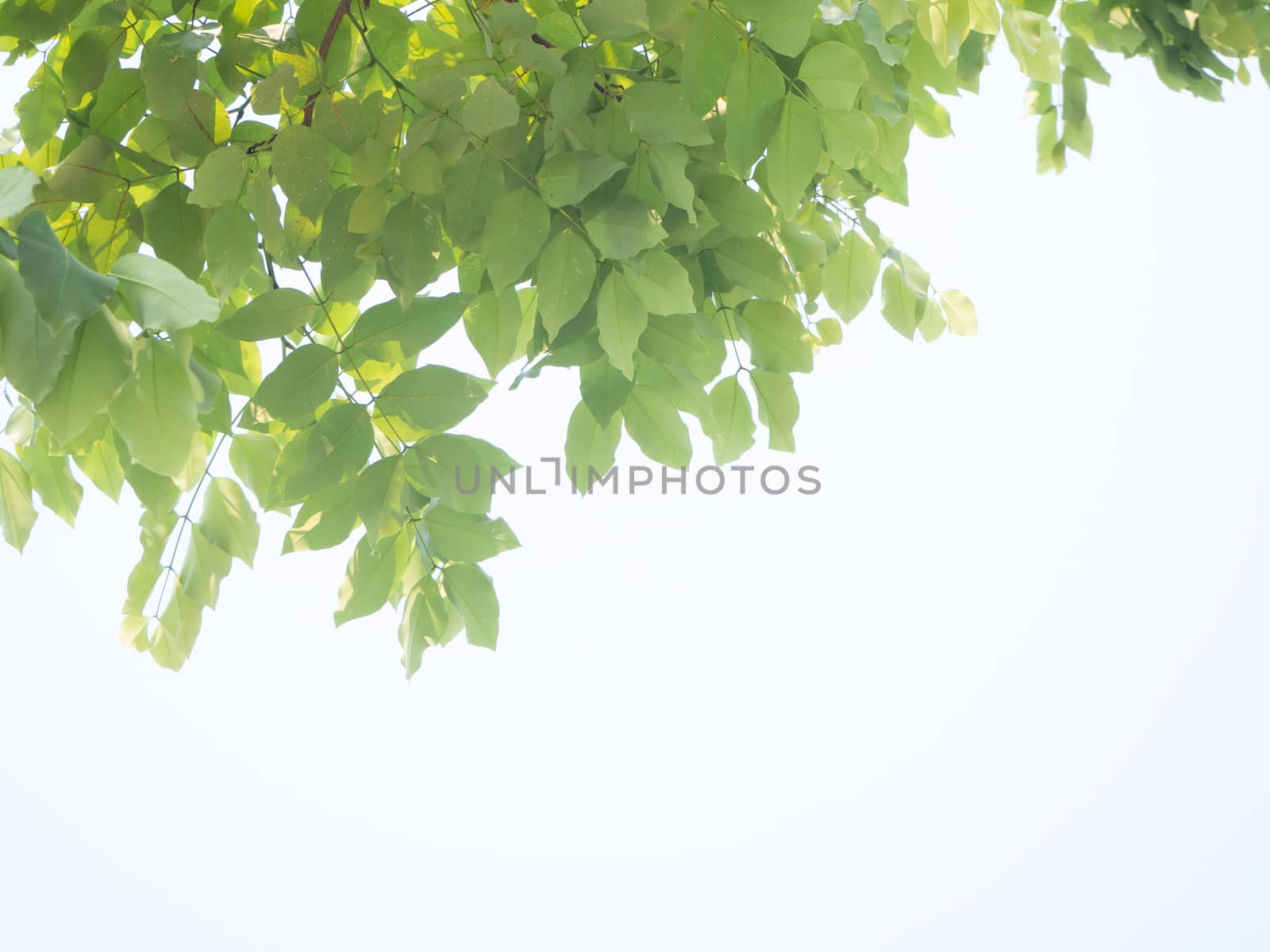 Beautiful Green leaves on white background