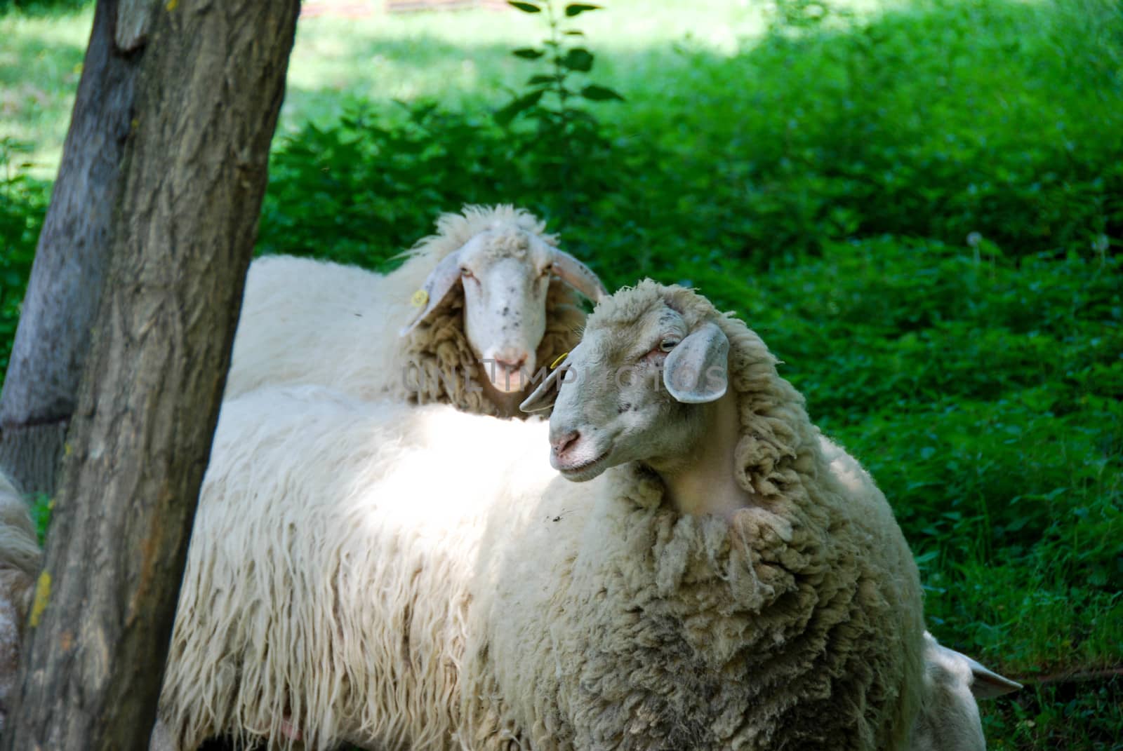 Two sheeps in a meadow by cosca