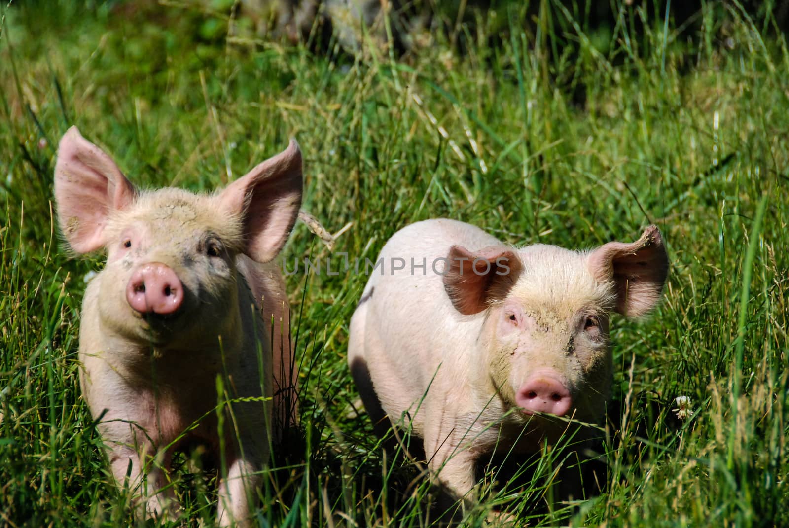Free pigs in a green meadow