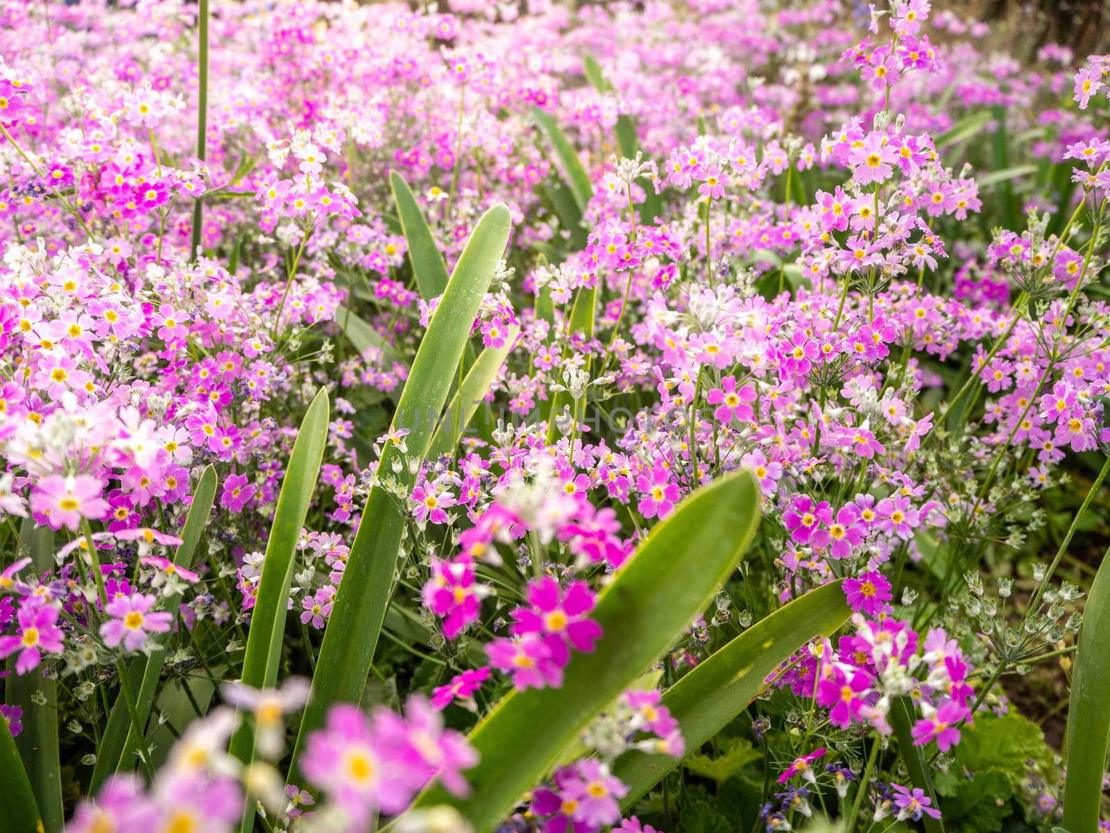 The field of cosmos Violet flower