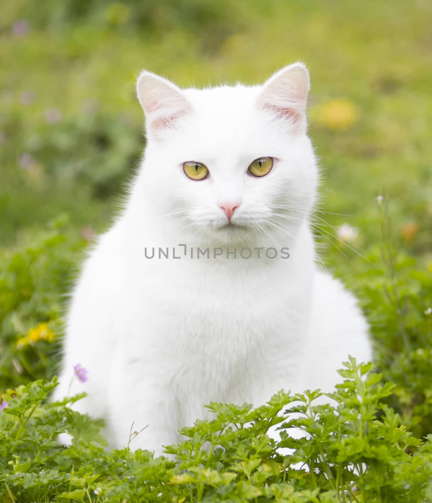 Portrait of a white cat with green eyes in the middle of a green meadow with flowers