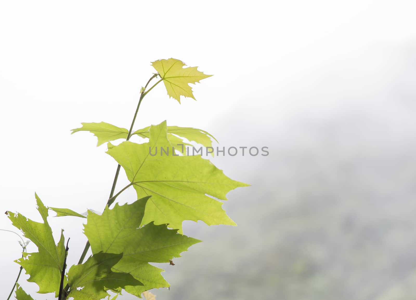 Green leafs in the foreground on a blur and foggy light background