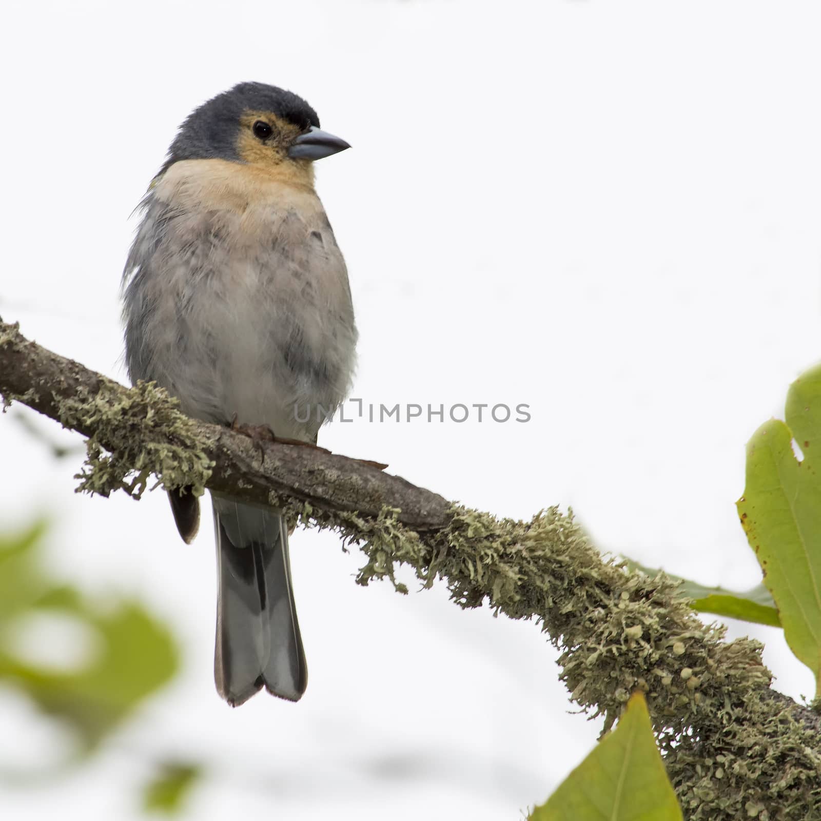 Male finch perched on a branch with green leaves, on the island of Madeira, Portugal