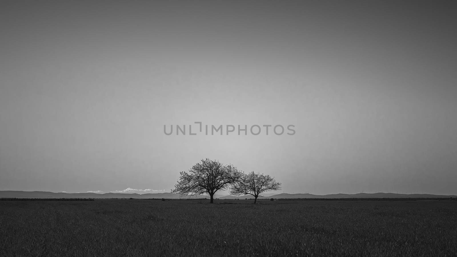 Minimalist black and white image of two isolated trees on a plain with the mountains in the distance