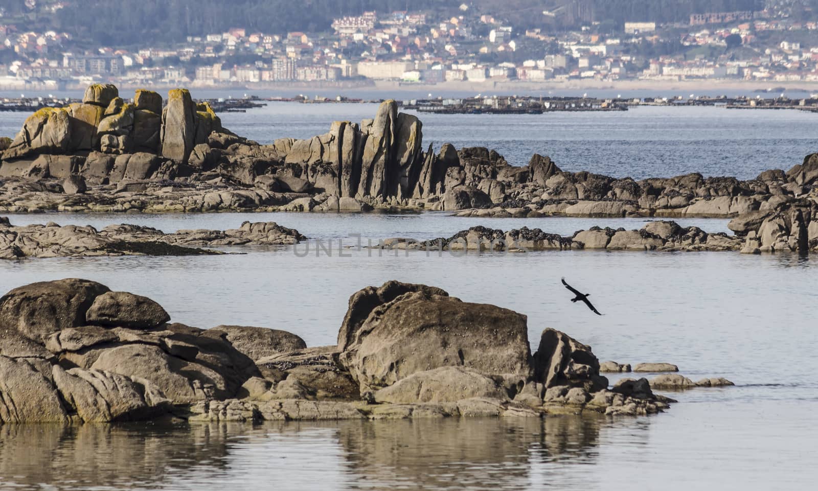 A cormorant flies over the rocks on the shore of the Arosa Island, Spain, during low tide on a sunny day