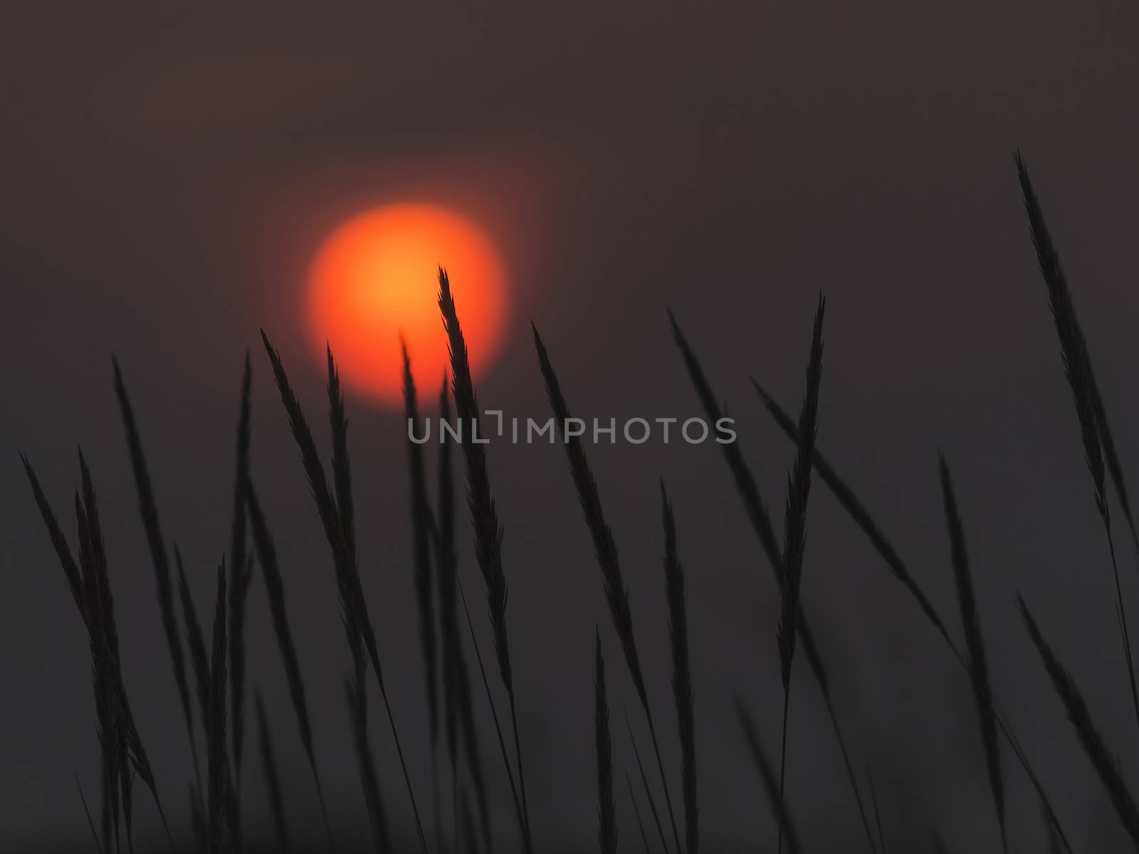 Sunset with a silhouette of herbs in the foreground and the orange sun in the background in a dark sky