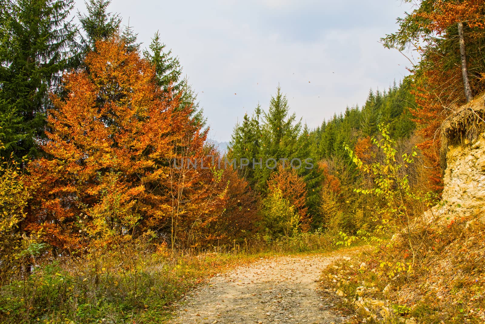 Dirt mountain road through forest with falling leaves