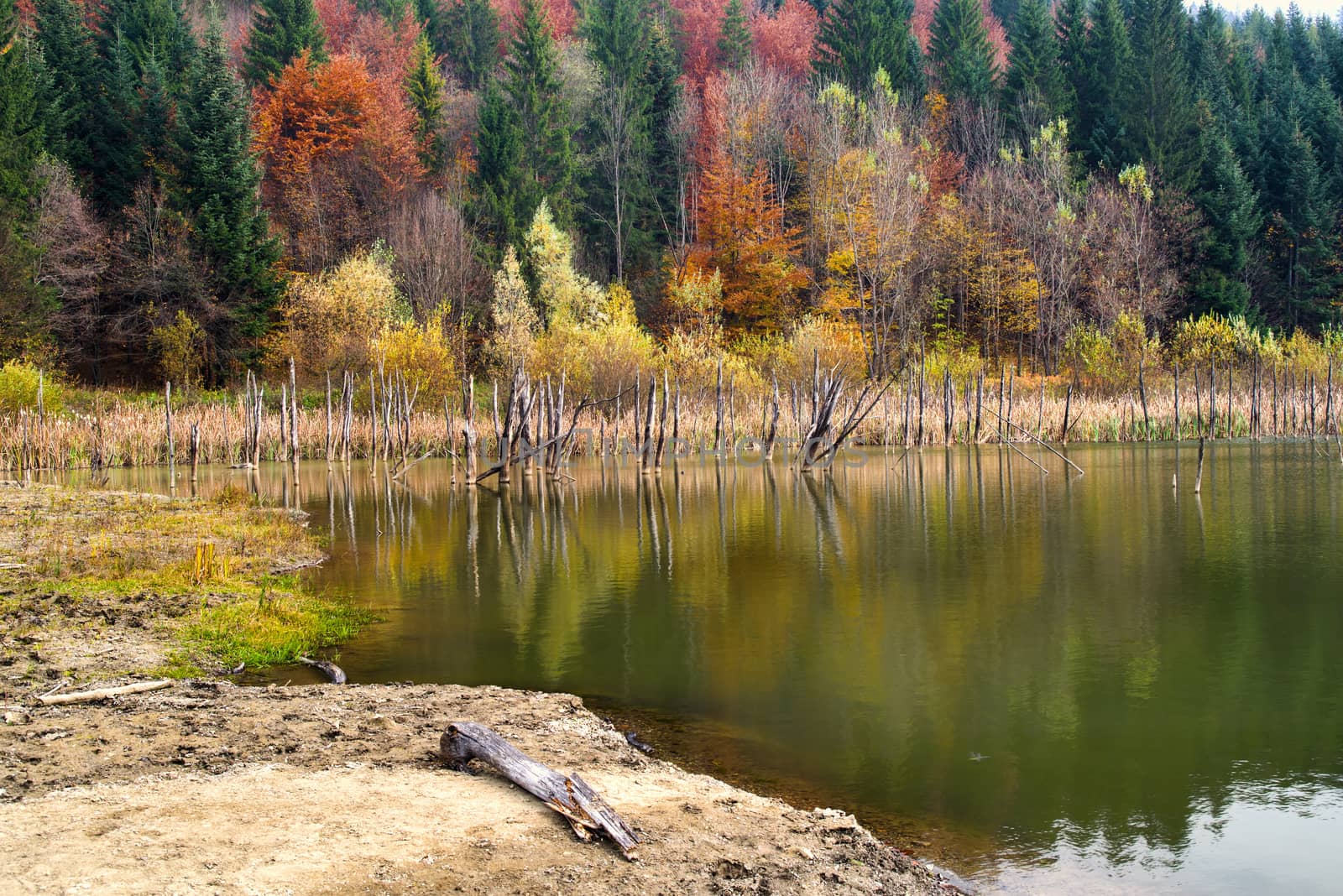 Dead tree trunks reflecting in lake water, autumn forest behind. Cuejdel lake was born 30 years ago (a landfall on river Cuejdel) in Romania, Today is the biggest natural dam lake in Europe.