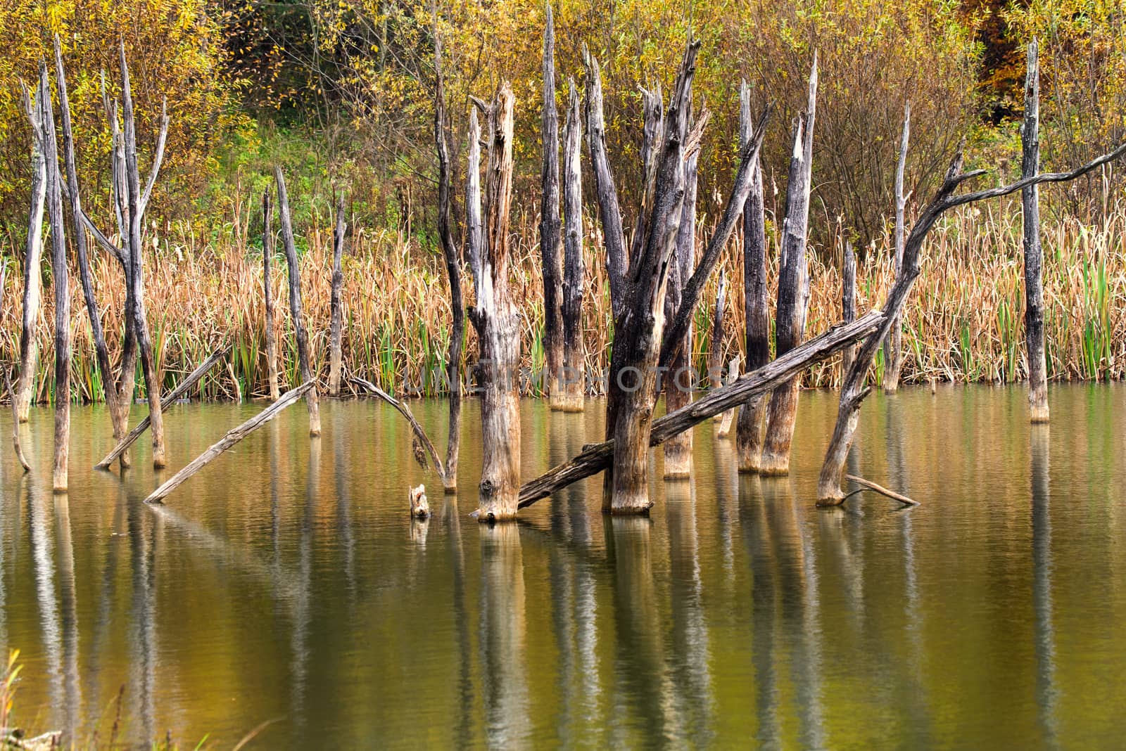 Dead tree trunks reflecting in autumn lake. Cuejdel lake was born 30 years ago (a landfall on river Cuejdel) in Romania, Today is the biggest natural dam lake in Europe.
