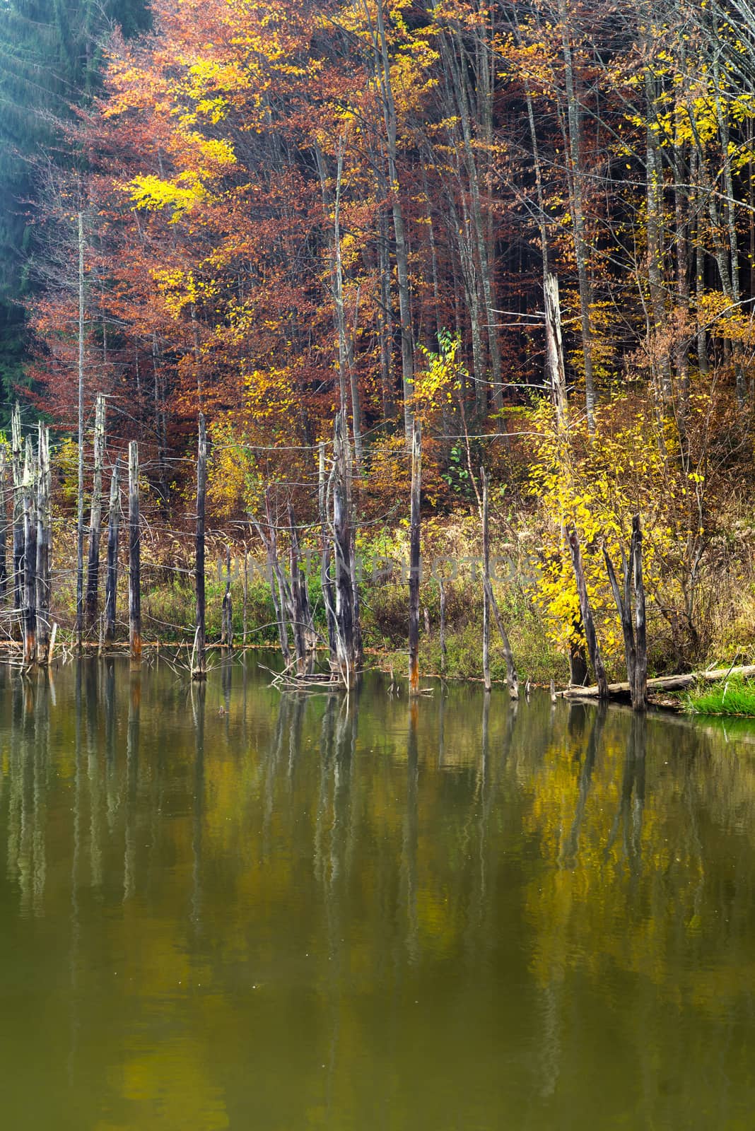 Reflection of dead tree trunks in water, autumn forest scene behind. Cuejdel lake was born 30 years ago (a landfall on river Cuejdel) in Romania, Today is the biggest natural dam lake in Europe.