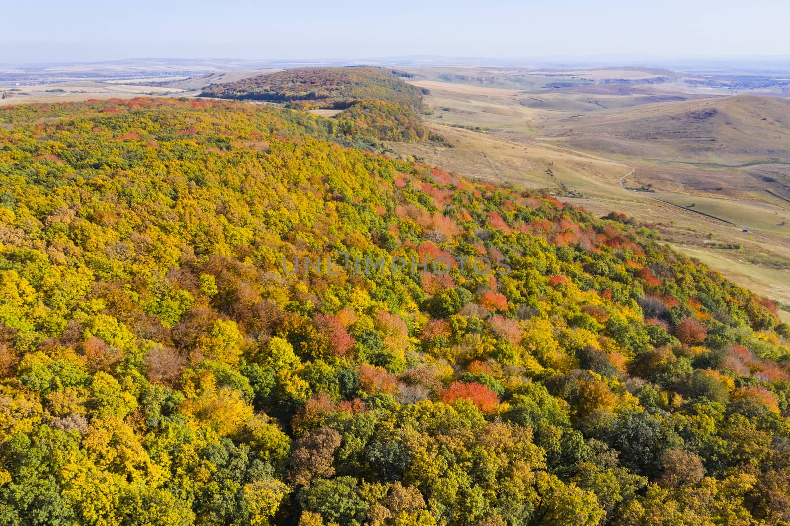 Aerial view of autumn conferous forest, beautiful tree colors of october.