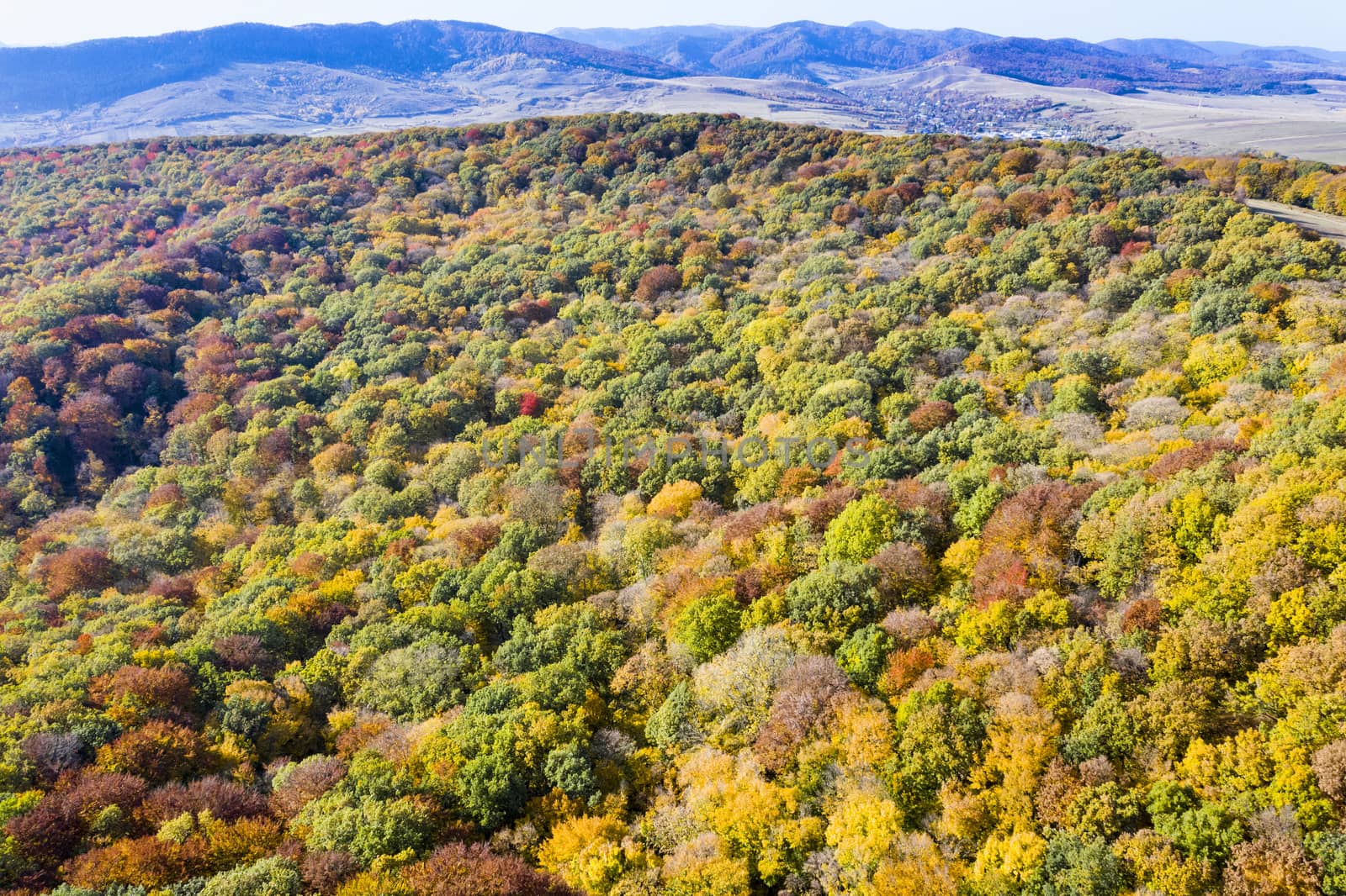 Top view of coniferous tree forest during vibrant colors of autumn.