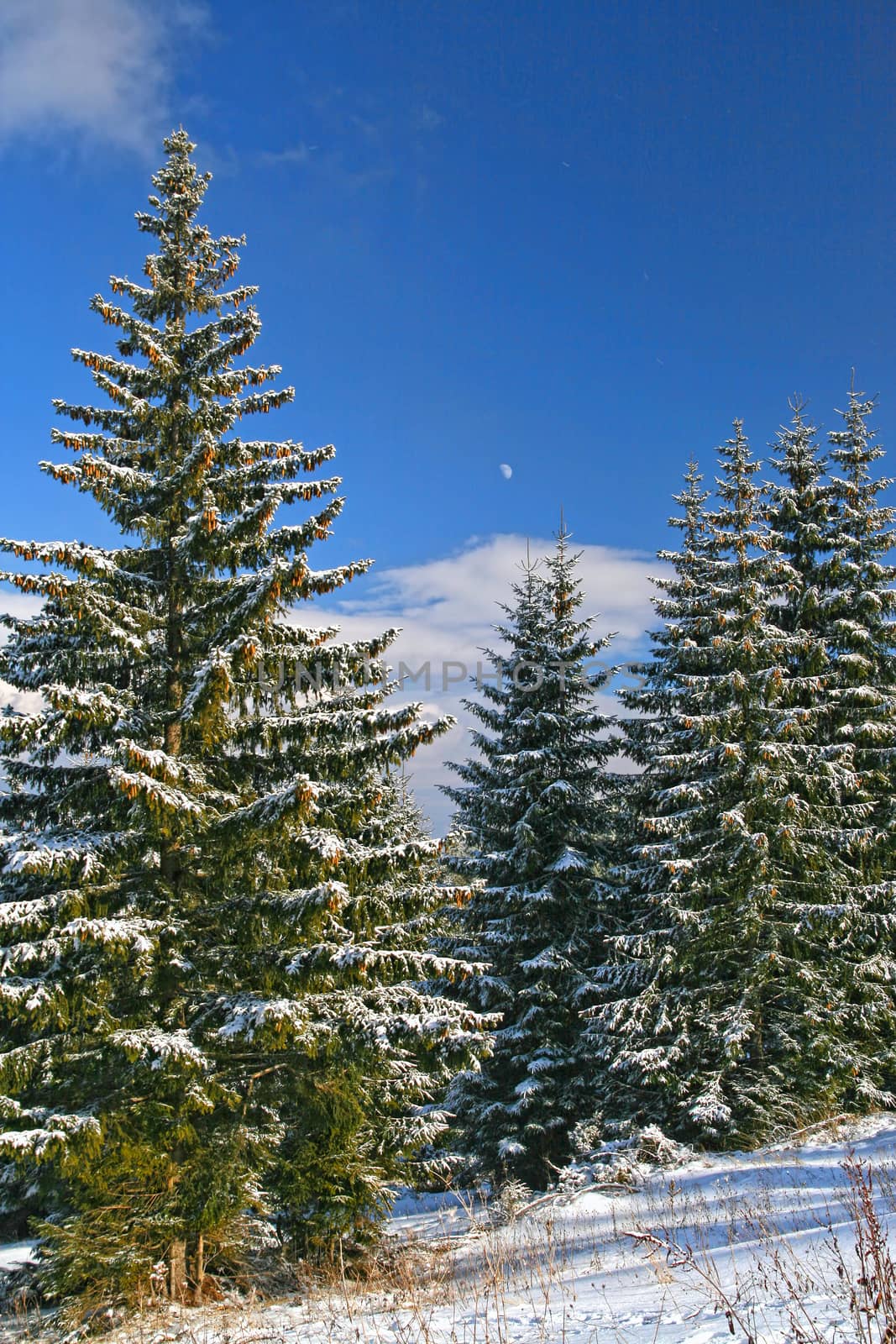 Winter landscape of forest opening on the mountain, snow covered conifer trees