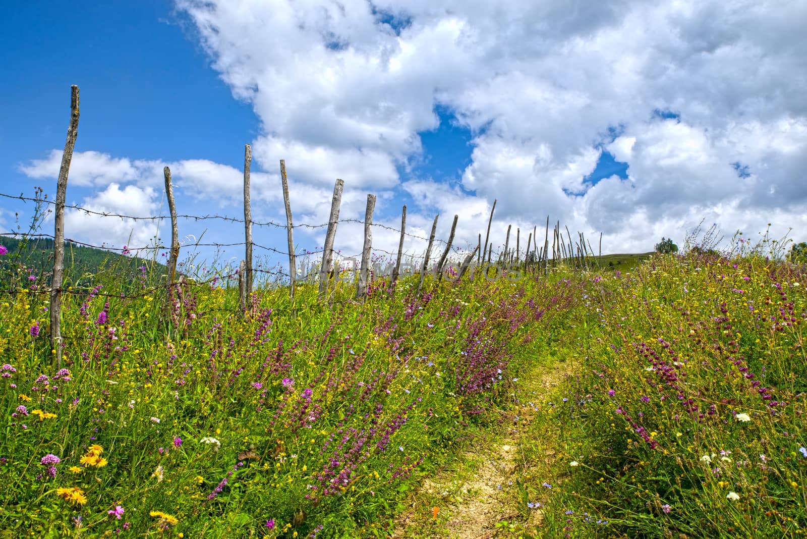 Foot path on pasture near fence by savcoco