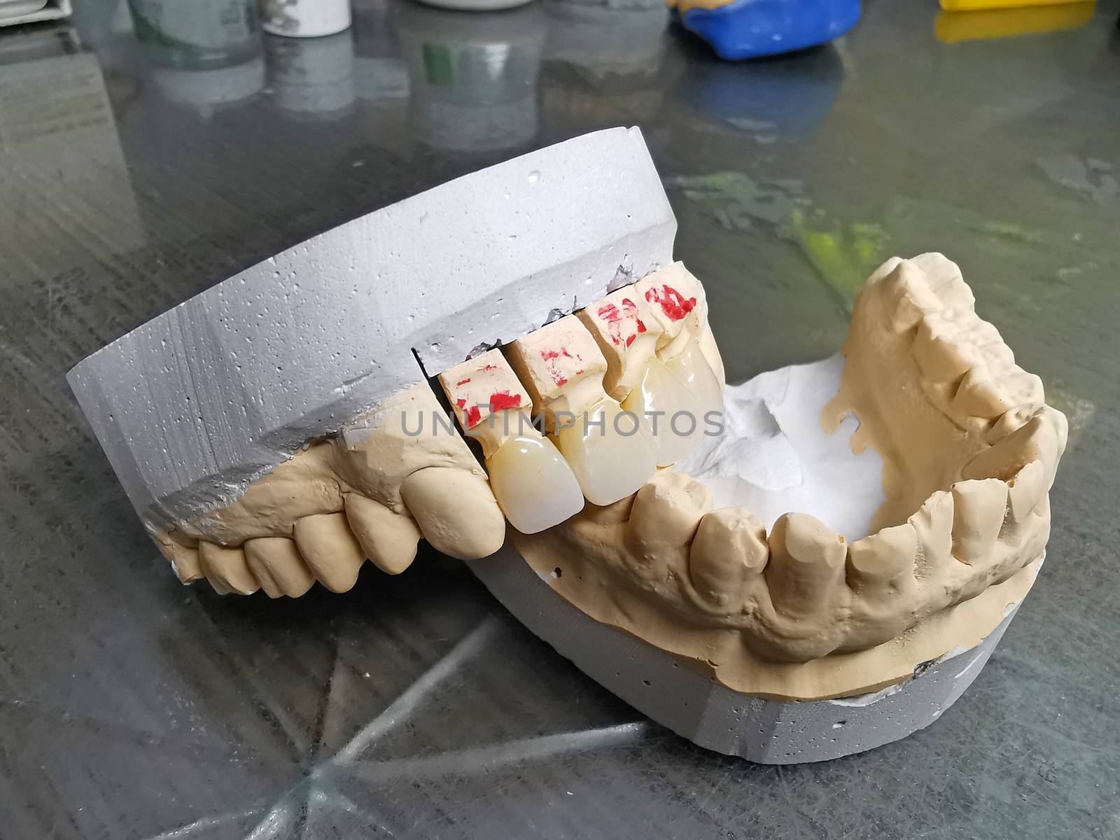 Mouth model with porcelain teeth by savcoco