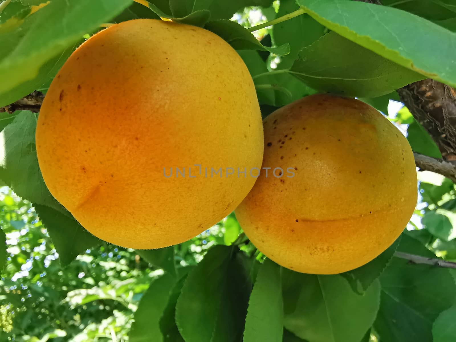 Two apricot fruits on branches in the tree